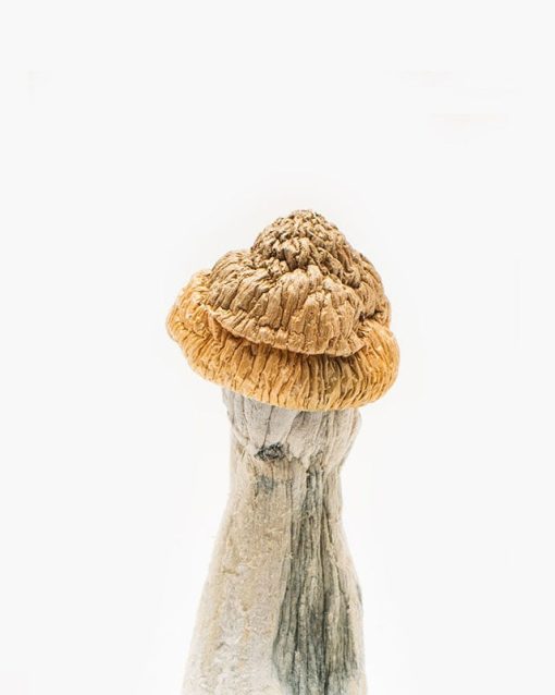 Magic Mushrooms for sale